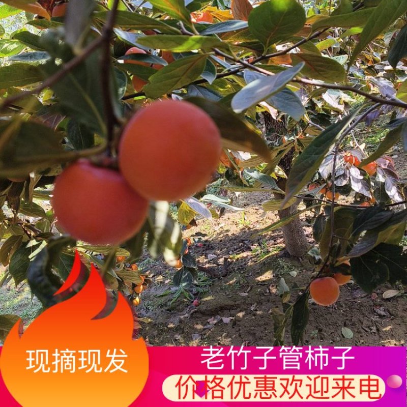 老竹子管柿子产地现摘现发对接商超市场电商欢迎来电洽谈
