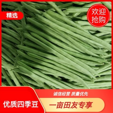 云南小金豆四季豆大量上市中长期供应电联优惠