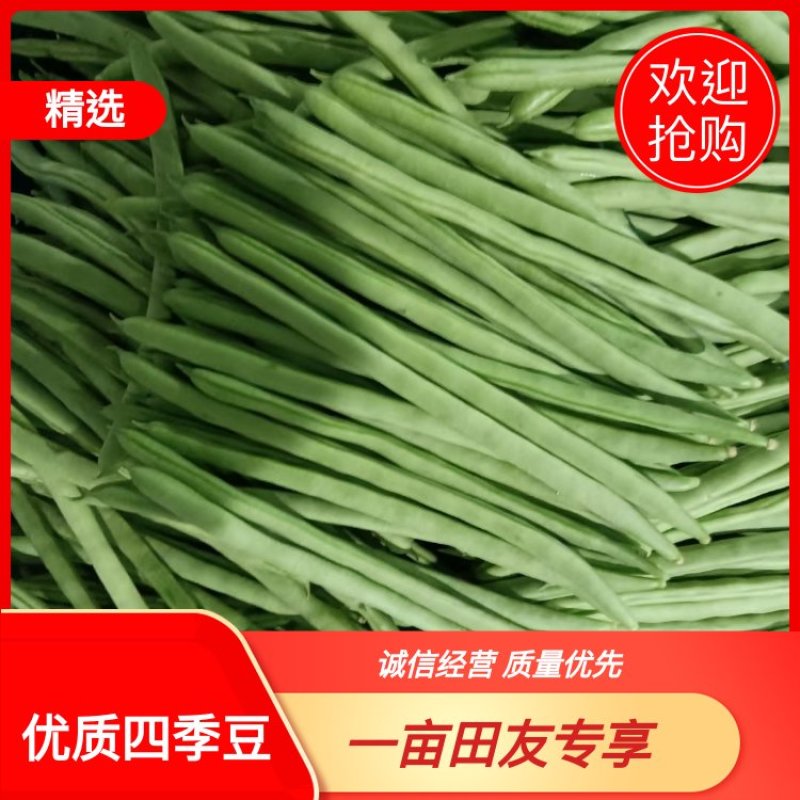 云南小金豆四季豆大量上市中长期供应电联优惠