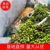 【黄柏】黄柏鲜果基地直发量大从优欢迎来电咨询