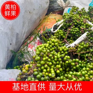 【黄柏】黄柏鲜果基地直发量大从优欢迎来电咨询