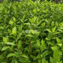 安吉白茶，吉吉白茶苗良种茶苗，品种纯正，根丝好，成活率高