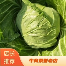 精品绿甘蓝！实力代办！代发全国价格可靠！可供电商批发市场