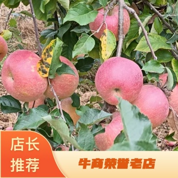 水晶红富士苹果，大量新鲜现货速发，产品保质保量欢迎选购