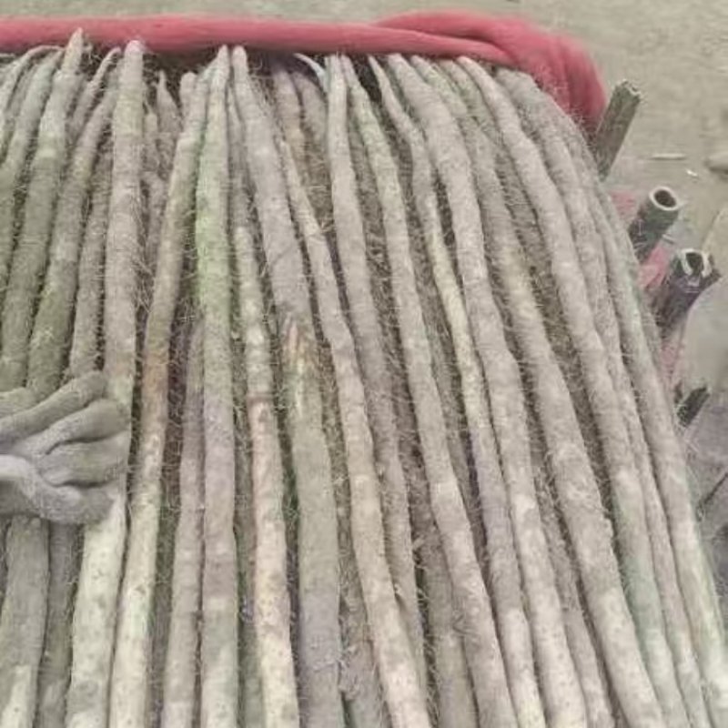 河南安阳紫玉淮山药大量接单产地直发量大从优欢迎来电