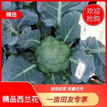 【精品】西兰花，万亩基地，整车大量供应，全国供应