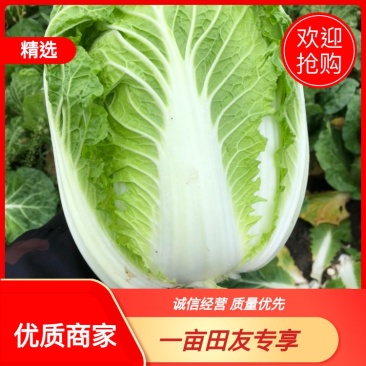 【精品】黄心白菜基地直发一手货源，整车大量供应