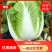【精品】黄心白菜基地直发一手货源，整车大量供应