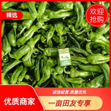 【荐】青椒薄皮椒大量上市产地一手货源整车供应