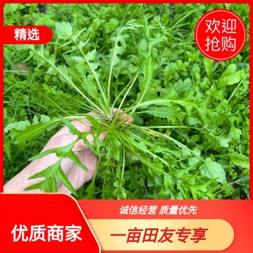 优质荠菜盐城产地，欢迎各行老板前来选购