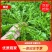 优质荠菜盐城产地，欢迎各行老板前来选购