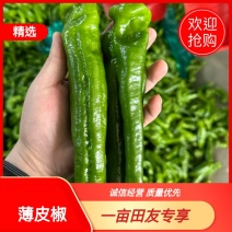 优质盐城薄皮椒，欢迎各大商超老板前来选购