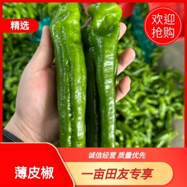 优质盐城薄皮椒，欢迎各大商超老板前来选购