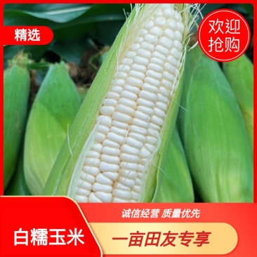 优质盐城白糯玉米欢迎各大商超前来选购