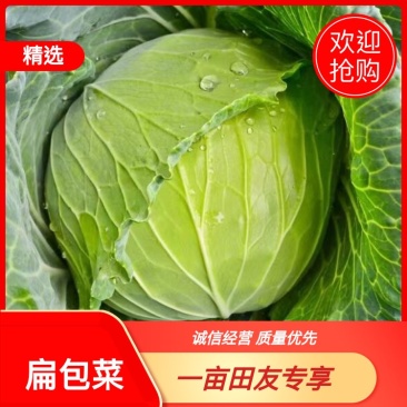 优质扁包菜