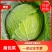 优质扁包菜