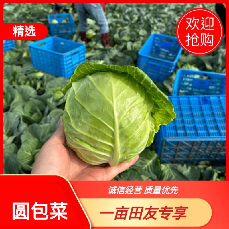 优质盐城甘蓝，欢迎各大商超老板前来选购