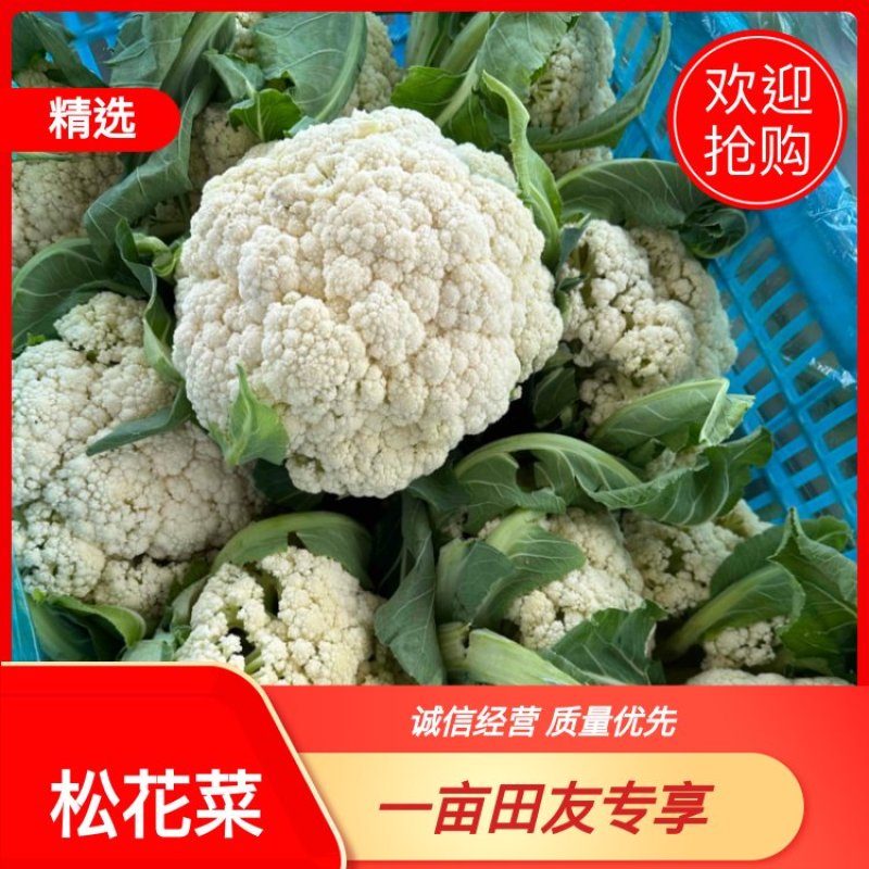优质盐城有机花菜欢迎各大老板前来选购