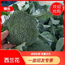 优质盐城西兰花欢迎各大商超老板前来选购