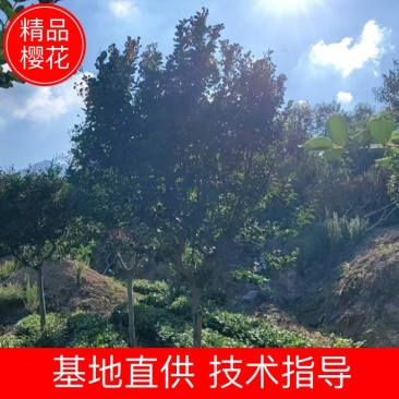 樱花树苗圃直发规格齐全提供技术欢迎咨询购买