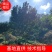 樱花树苗圃直发规格齐全提供技术欢迎咨询购买