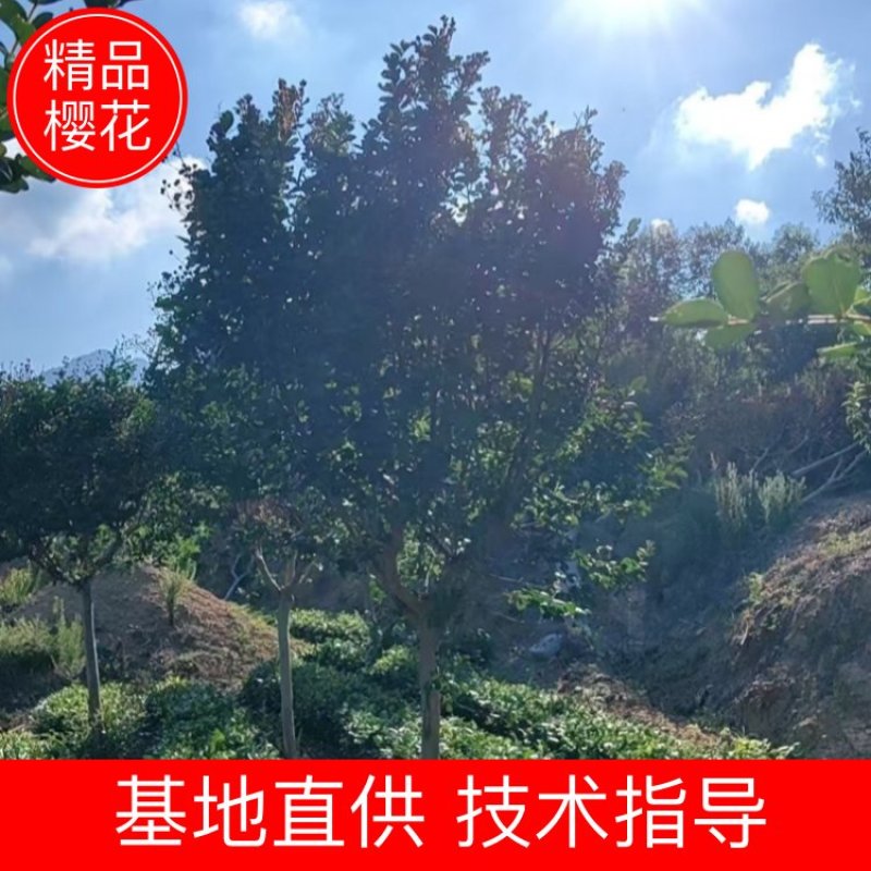 樱花树苗圃直发规格齐全提供技术欢迎咨询购买