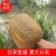 【推荐】河南自家百亩鱼塘甲鱼自养自销年产成品甲鱼千万斤