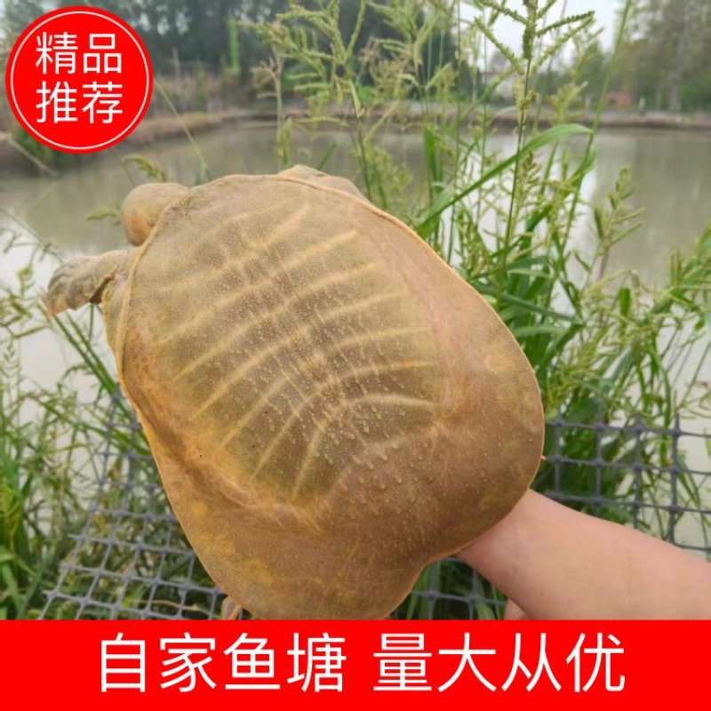 【推荐】河南自家百亩鱼塘甲鱼自养自销年产成品甲鱼千万斤