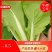 安徽太和县产地，精品大棚快菜，上海青，小油菜，质量很好