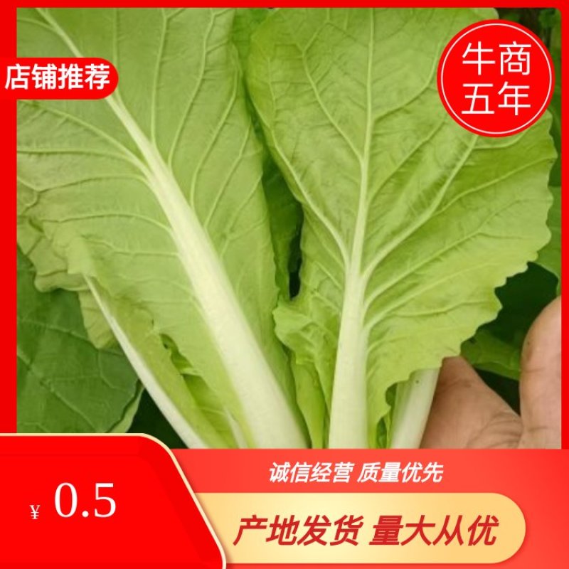 安徽太和县产地，精品大棚快菜，上海青，小油菜，质量很好