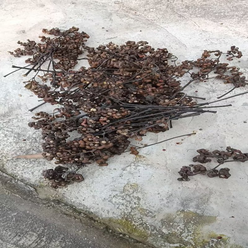 湖北荆门拐枣大量供应一手货源价格美丽欢迎下单