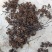 湖北荆门拐枣大量供应一手货源价格美丽欢迎下单
