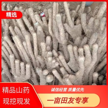 山药大量上市对接全国市场商超社区团购各种规格都有