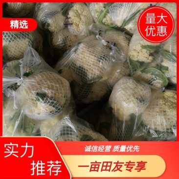 精品松花菜，大量有货代收，代发全国各地。