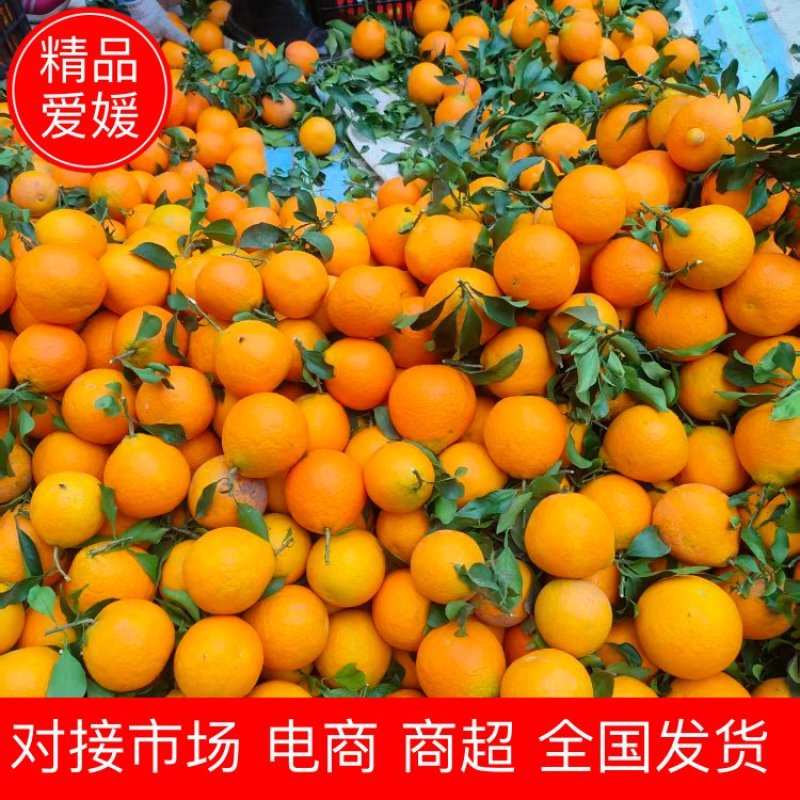 爱媛橙四川正宗爱媛橙汁水丰富甜度高果型好