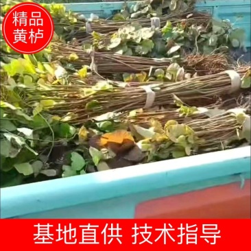 黄栌大量供应支持视频和实地看货提供技术欢迎咨询