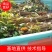 黄栌大量供应支持视频和实地看货提供技术欢迎咨询