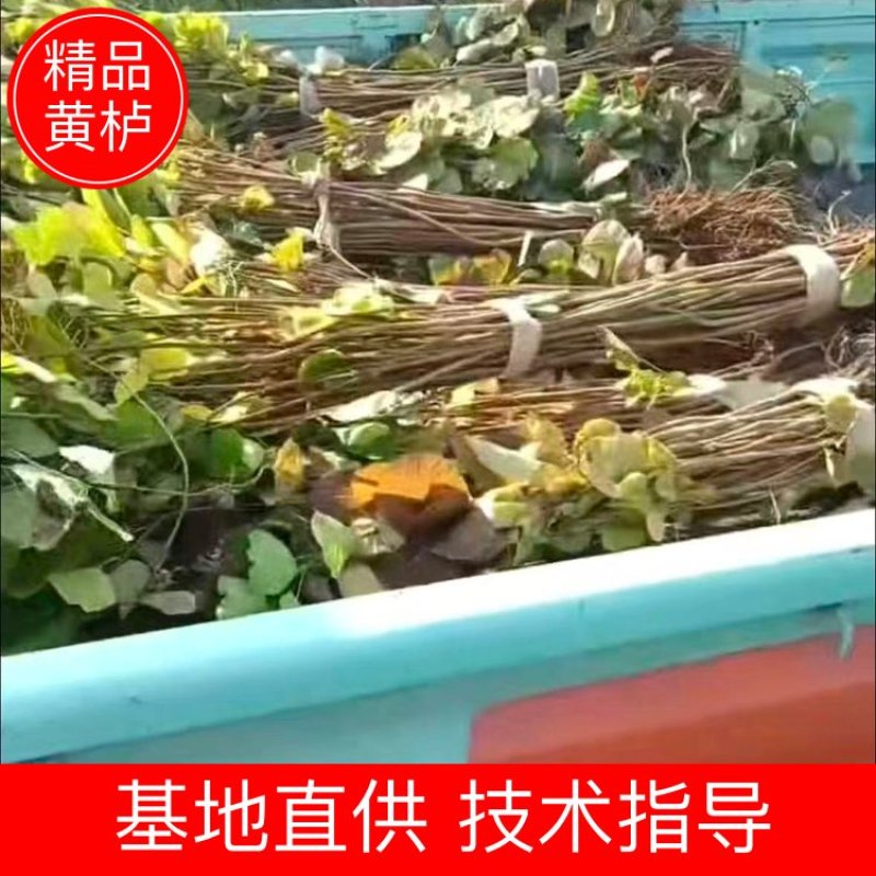 黄栌大量供应支持视频和实地看货提供技术欢迎咨询