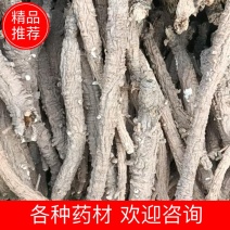 虎皮沙参精选货河北沙参各种药材批发高品质诚信