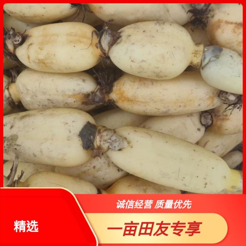 精品莲藕大量供应视频看货保质保量代发全国
