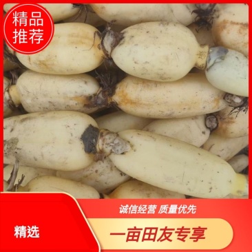 精品莲藕大量供应视频看货保质保量代发全国
