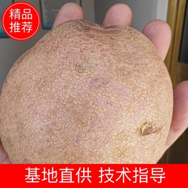 甘肃青薯九号，产地直发，价格合理，品种齐全，欢迎您来选购