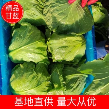 8398甘蓝河北甘蓝量大从优供应市场电商商超