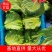 8398甘蓝河北甘蓝量大从优供应市场电商商超