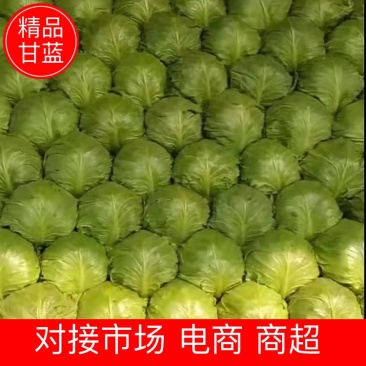 河北牛心甘蓝甘蓝产地直发可视频和实地看货欢迎咨询