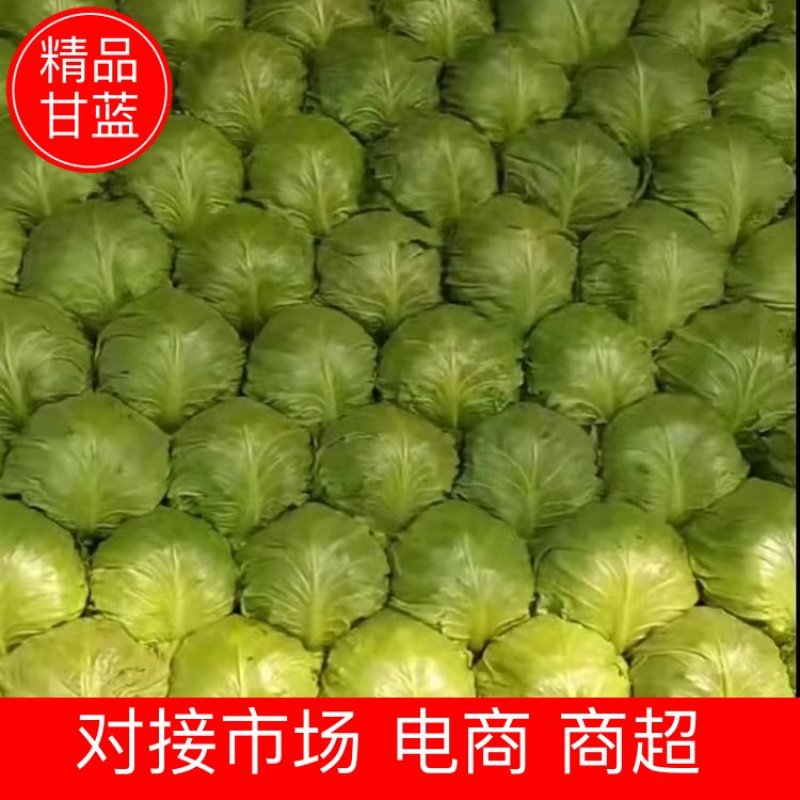 河北牛心甘蓝甘蓝产地直发可视频和实地看货欢迎咨询