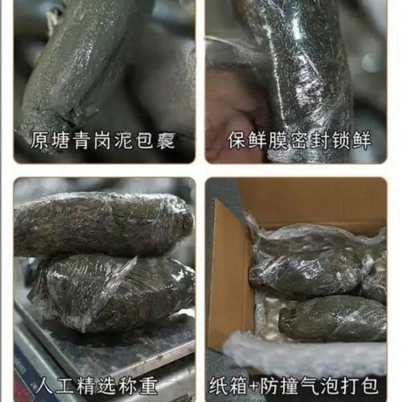 洪湖的水，菇凉的腿，洪湖莲藕粉藕现挖先发欢迎下单