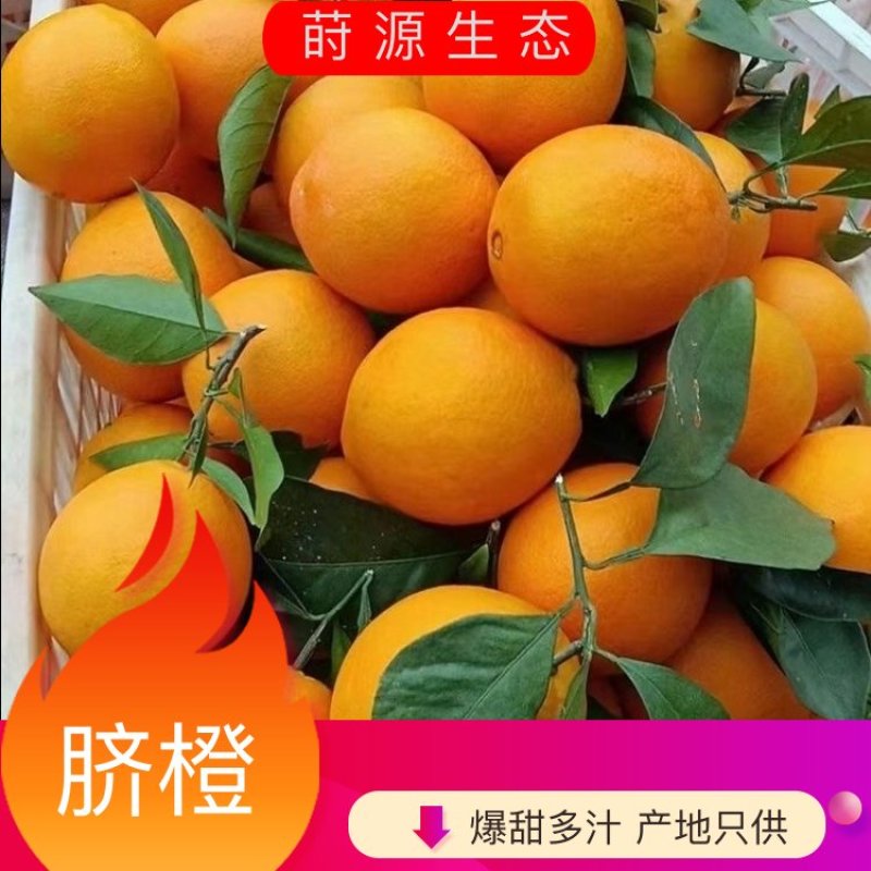 脐橙纽荷尔脐橙自家果园品质保证量大从优