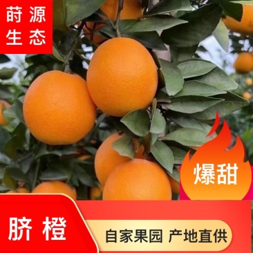 脐橙爆甜多汁产地直供自家果园量大货优