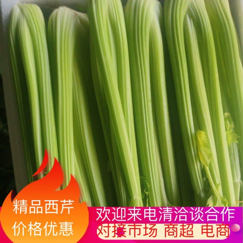 精品西芹产地直发价格优惠欢迎来电洽谈价更优